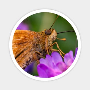 Beautiful Skipper Butterfly Photograph Magnet